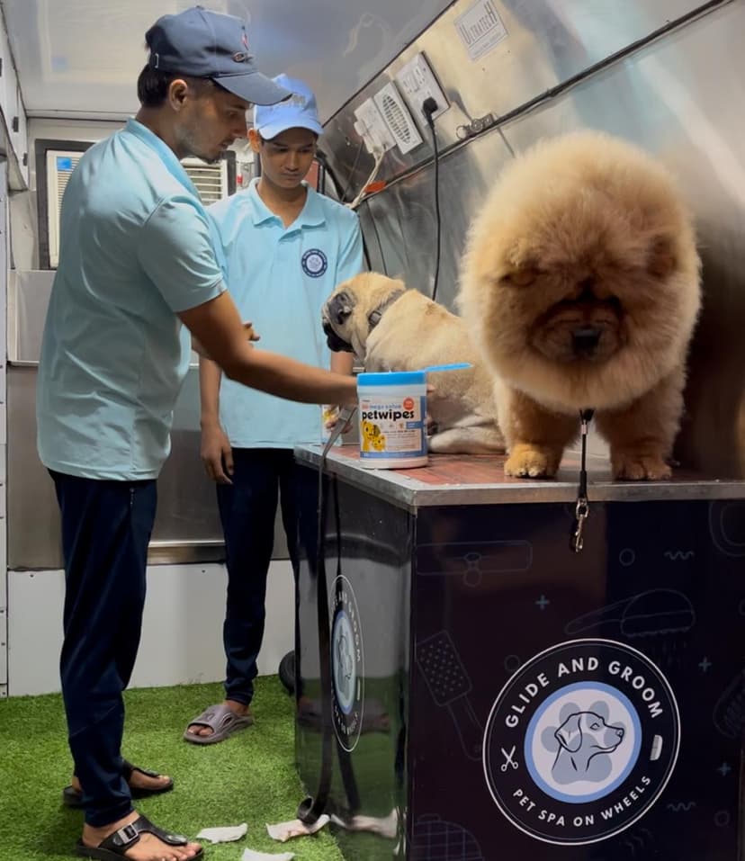 All Breeds and Sizes