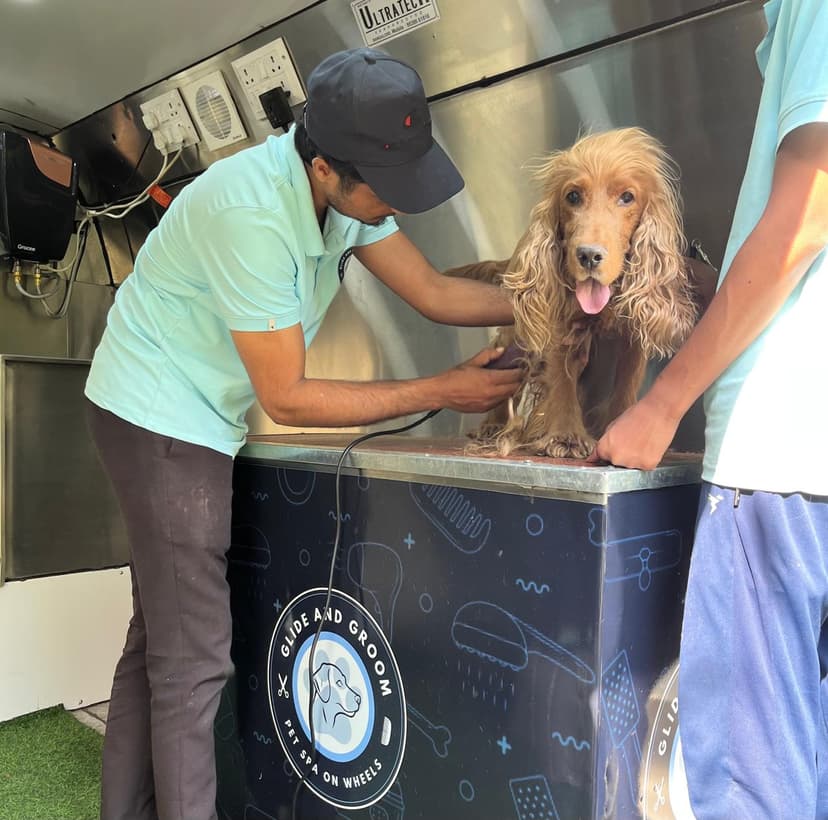 Professional Groomers